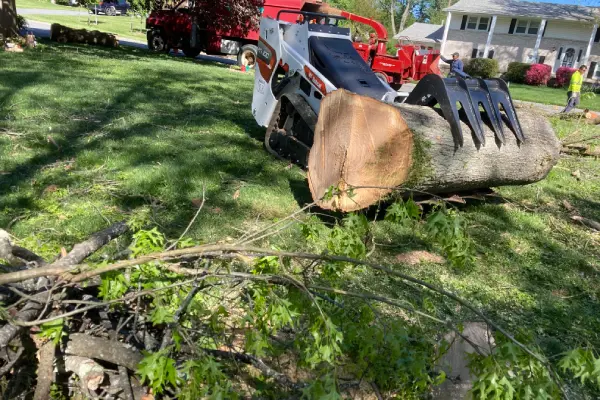 New Creation Tree Service's other services