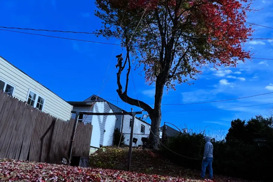 Professional Tree Company in Laurel, MD Professional Tree Company in Laurel, MD