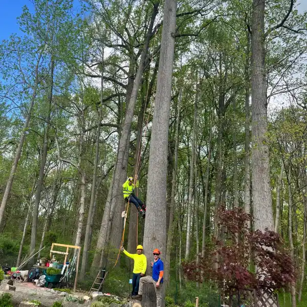Professional Tree Service