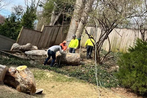 Tree Cutting Service