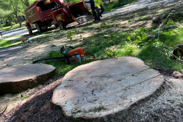 Tree Stump Removal