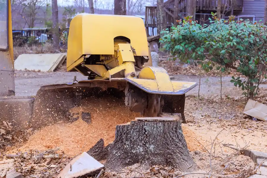 Affordable Tree Stump Removal Laurel, MD Affordable Tree Stump Removal Laurel, MD