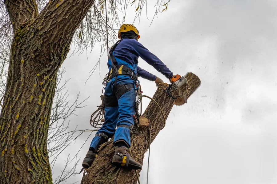 Excellent Tree Cutting Service Laurel, MD Excellent Tree Cutting Service Laurel, MD