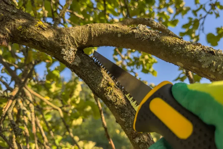 Experienced Tree Trimming Laurel, MD Experienced Tree Trimming Laurel, MD