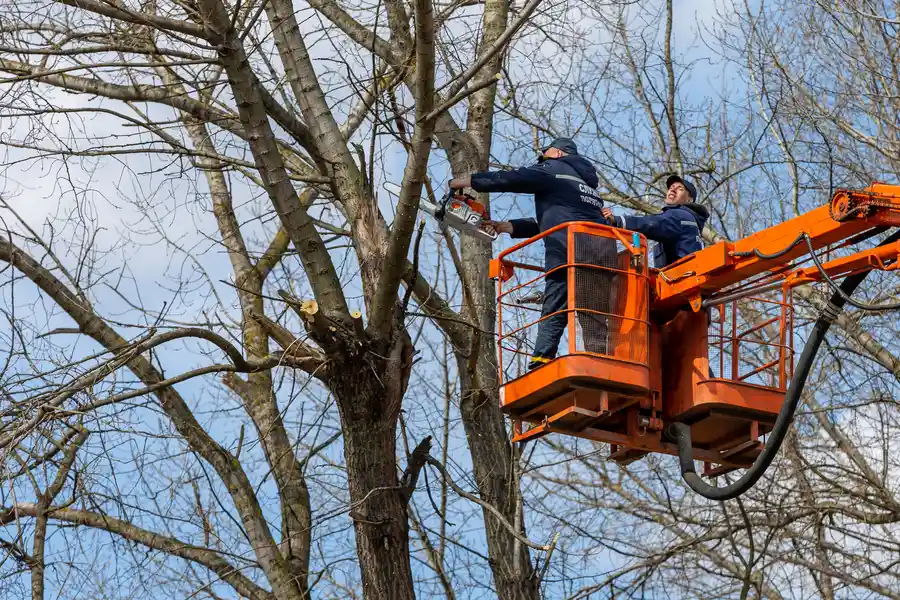 Expert Tree Removal Laurel, MD Expert Tree Removal Laurel, MD