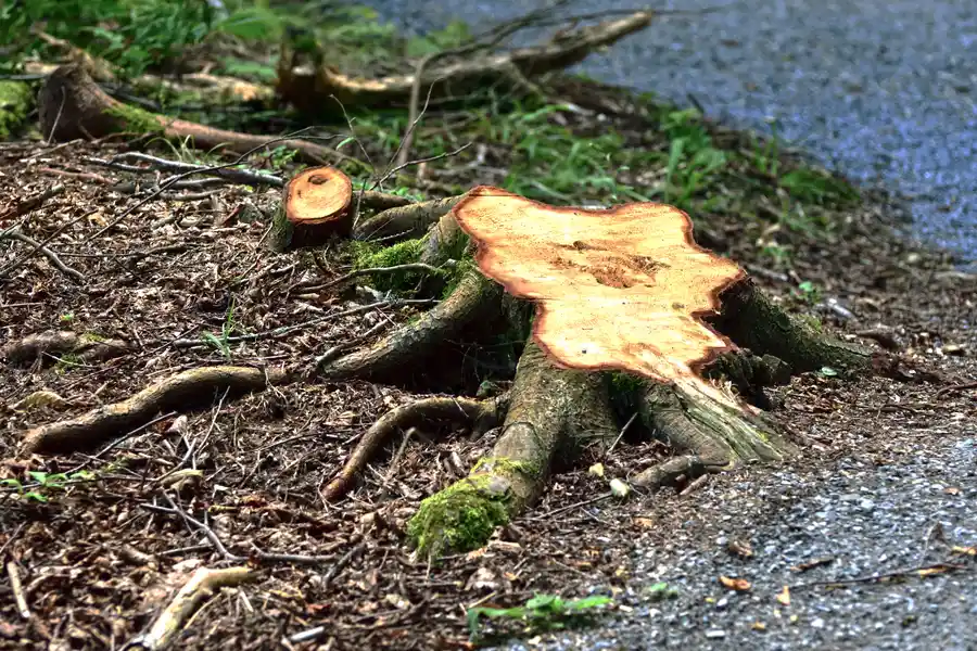 How Stump Removal Can Improve Your Yards Usability in Laurel, MD How Stump Removal Can Improve Your Yards Usability in Laurel, MD
