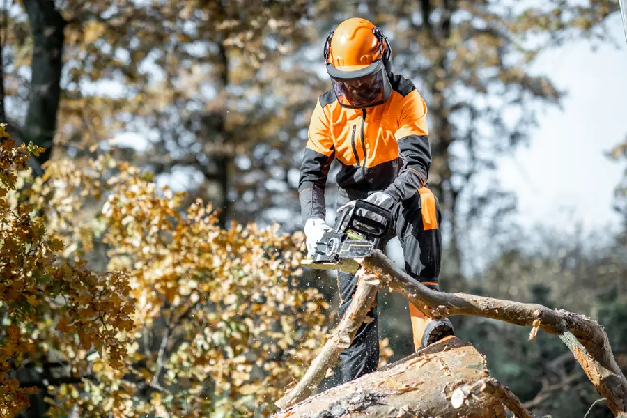 How Tree Cutting Service Protects Nearby Structures Laurel, MD How Tree Cutting Service Protects Nearby Structures Laurel, MD