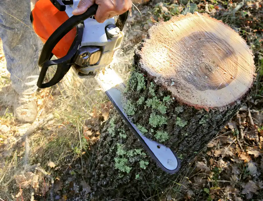 How Tree Cutting Service Protects Nearby Structures in Laurel, MD How Tree Cutting Service Protects Nearby Structures in Laurel, MD