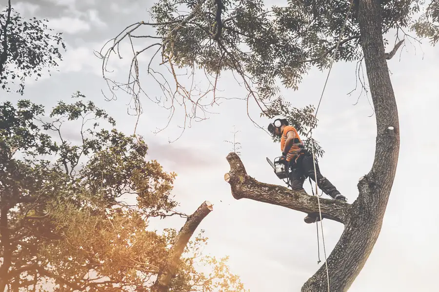 Local Tree Cutting Service Laurel, MD Local Tree Cutting Service Laurel, MD