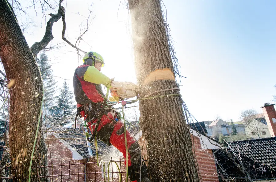 Premium Tree Cutting Service Laurel, MD Premium Tree Cutting Service Laurel, MD