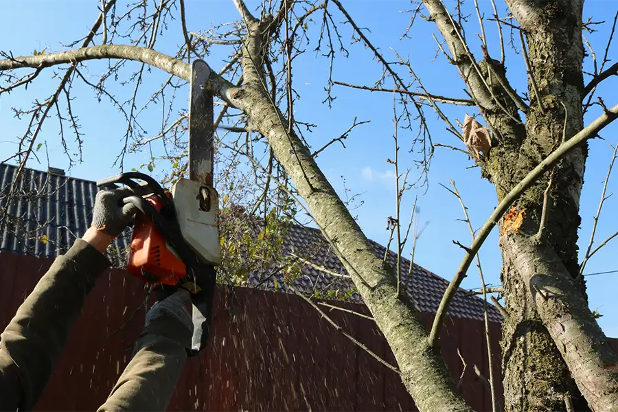 Professional Tree Trimming Laurel, MD Professional Tree Trimming Laurel, MD