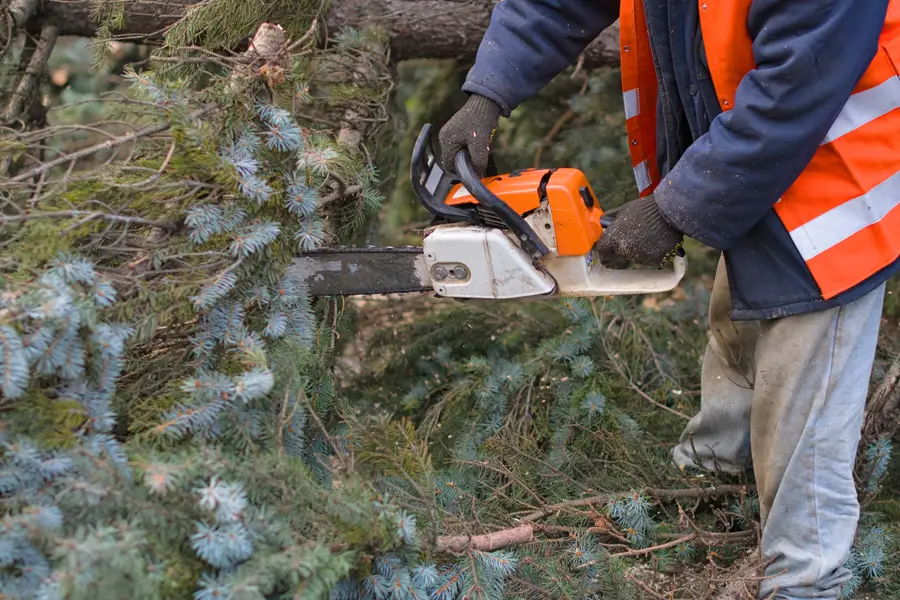 Quality Tree Removal Laurel, MD Quality Tree Removal Laurel, MD