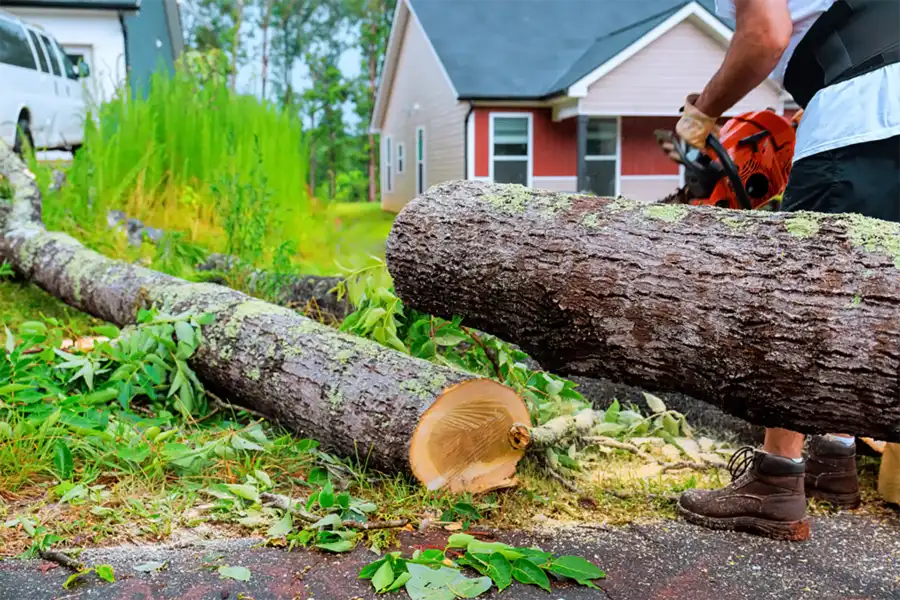 The Impact Of Tree Removal On Property Maintenance Laurel, MD The Impact Of Tree Removal On Property Maintenance Laurel, MD