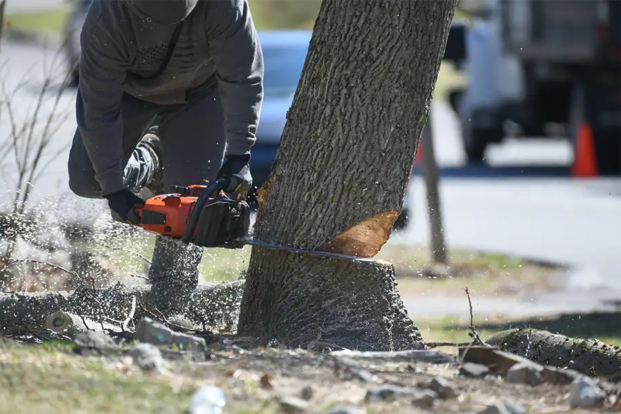 The Impact Of Tree Removal On Property Maintenance in Laurel, MD The Impact Of Tree Removal On Property Maintenance in Laurel, MD