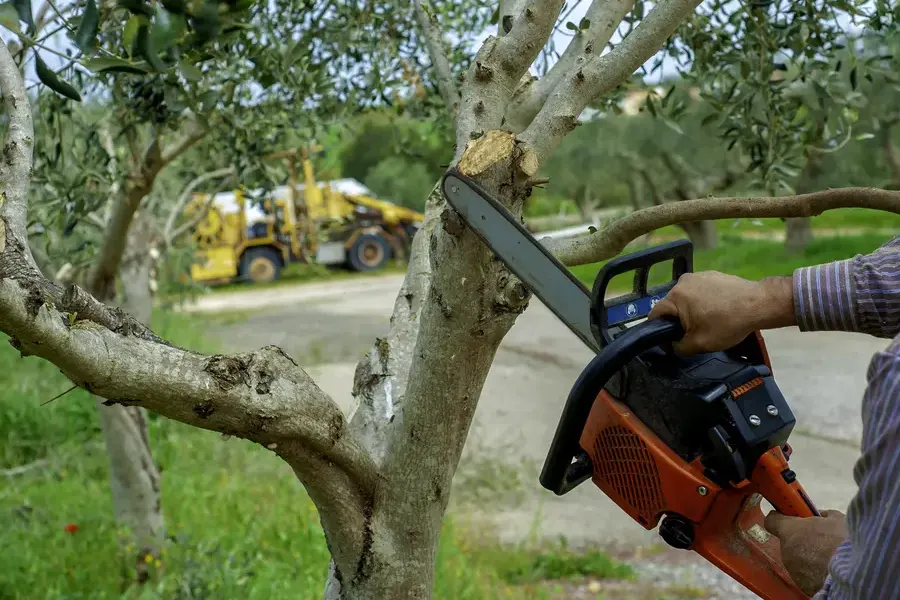 Tree Trimming For Healthier And Safer Trees Laurel, MD Tree Trimming For Healthier And Safer Trees Laurel, MD
