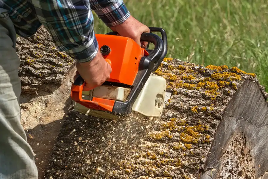 Understanding The Safety Risks Of Delaying Tree Removal Laurel, MD Understanding The Safety Risks Of Delaying Tree Removal Laurel, MD