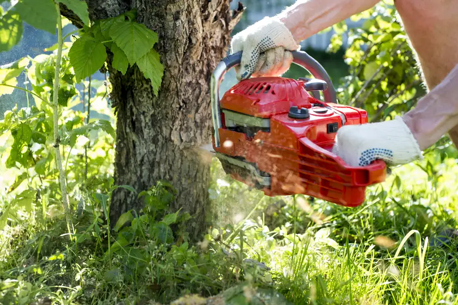 Understanding The Safety Risks Of Delaying Tree Removal in Laurel, MD Understanding The Safety Risks Of Delaying Tree Removal in Laurel, MD