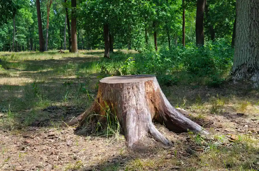 Why Stump Removal Is Crucial For Safe And Clean Landscaping Laurel, MD Why Stump Removal Is Crucial For Safe And Clean Landscaping Laurel, MD