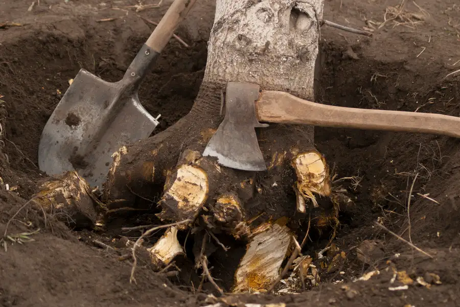 Why Stump Removal Is Crucial For Safe And Clean Landscaping in Laurel, MD Why Stump Removal Is Crucial For Safe And Clean Landscaping in Laurel, MD