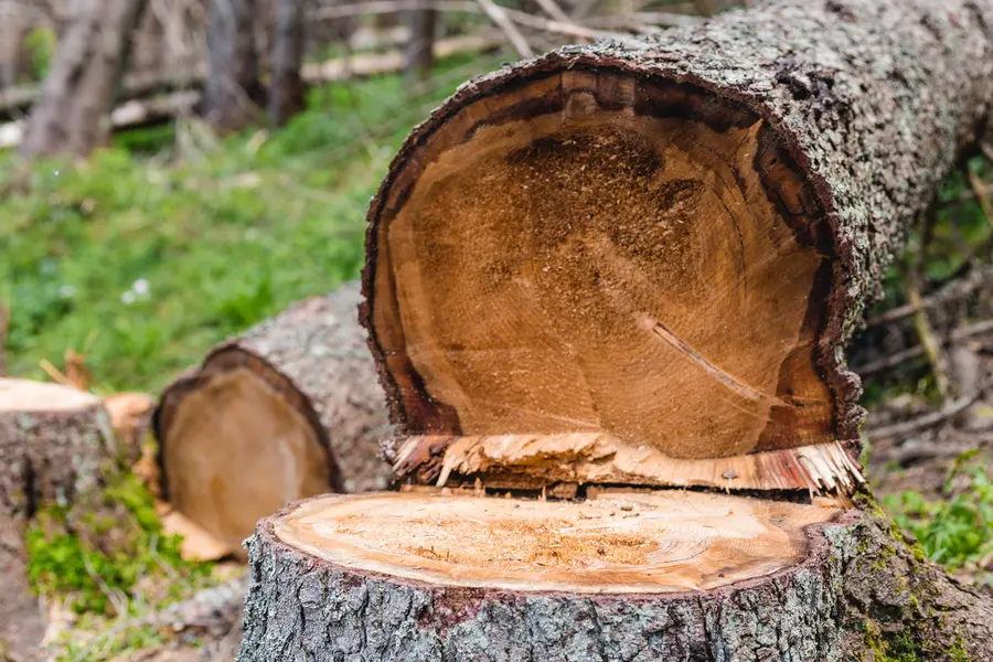 Why Tree Cutting Service Is Crucial For Utility Line Safety in Laurel, MD Why Tree Cutting Service Is Crucial For Utility Line Safety in Laurel, MD